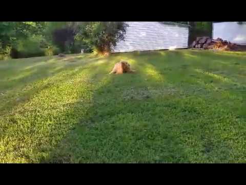 Sammys first time in the FRONT yard