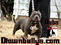 www.Dtownbullys.com \"DUBS\" DALLAS TX. www.Dtownbullys.com \"DUBS\" DALLAS TX.