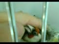 Darrrrek - Breeding carduelis carduelis female