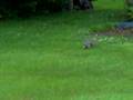 Backyard Discovery Channel Backyard Discovery Channel
