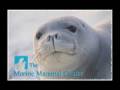 videos de YaYa's Wonderful World visits The Marine Mammal Cove Center