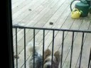 Tresor Biewer Yorkshire Terriers of Connecticut