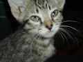ANIMAIS ABANDONADOS