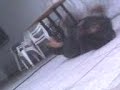 hana rotwailer jugando