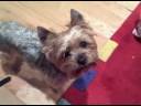 Pits and yorkies