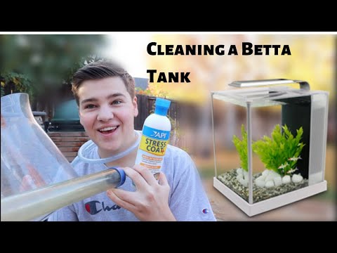 video-linktoworks-HOW TO CLEAN A *BETTA FISH TANK*