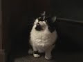 うたう猫動画