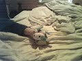 Ashchan's Pokemon Plushie Power Episode 6 (Special for Shaianwilliems)