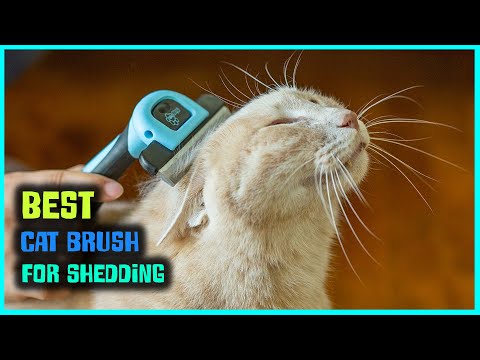 Top 5 Best Cat Brushes for Shedding [Review 2022] - Self-Cleaning Slicker Brush/Pet Grooming Brush
