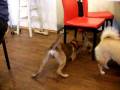 videos de max4