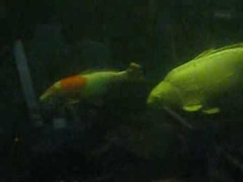 how to cure koi pox