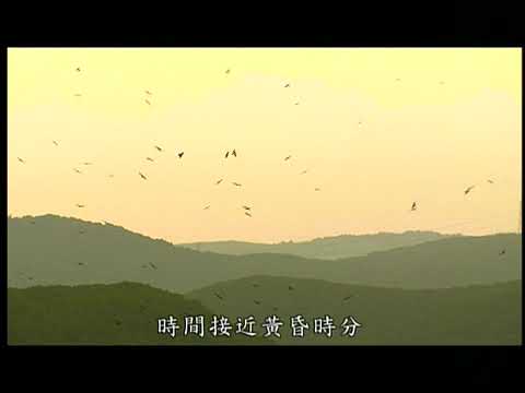 風中之翼灰面鵟鷹