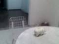 videos de Cofrinho 2 - O Retorno