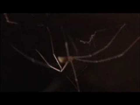 Daddy long-legs spider vs.House Spider