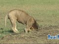 LION-fouisseurMon Film 11.mp4