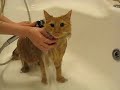 Alexander cat taking a bath Alexander cat taking a bath