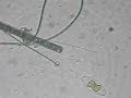 Beggiatoa Bacteria Love Rotten Eggs