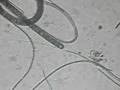 Beggiatoa Bacteria Love Rotten Eggs