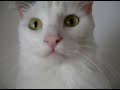 Catzo! Catzo!