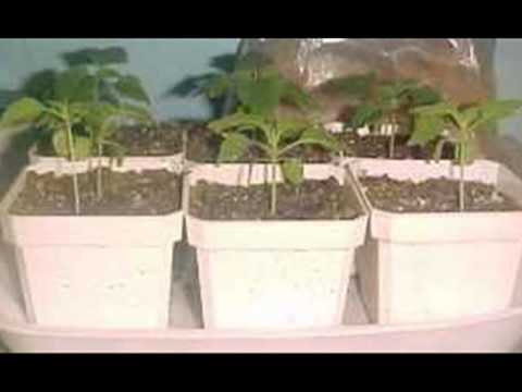 how to harvest klip dagga
