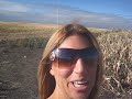 Corn Field Maze
