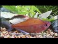 There is a compact video review of the most popular aquarium fishes of both fresh-, brack-, and marine waters origin.??????? ????? ??? ???????????? ? ?????????? ????? ????? ?????????? ??????????? ??? - ???????????, ????????, ??????, ? ????? ??? ??????????? ? ??????? ???. ???? ????????? ???????? ?????????? 30-????????? ?????? ?????? ???????? 