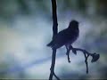 HUMMINGBIRD DON