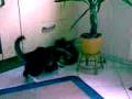 videos de Schlumpel vs. Strups