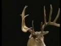 Monster Buck -- Legendary Whitetails Monster Buck Wayne Bill