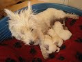 westies