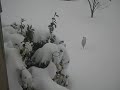 Video 52