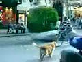 il cane spazzino