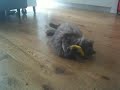 Nip banana