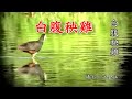 白腹秧雞