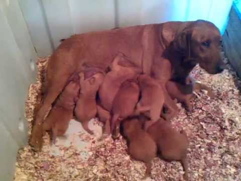 British red lab puppies for sale. Males $650.00 Females $700.00 Nursing.