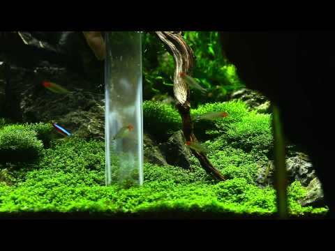 how to grow hc in aquarium
