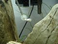 Colocando a saída do CO2 contra o fluxo de saída do filtro ajuda na dissolução em um aquário plantado 