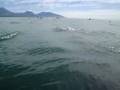 Dolphins Swarm Kayaks in Kaikoura