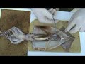 Observaci�n del peritoneo de un cefal�podo