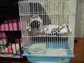 チャコル&マーブル育児日記 ~生後29日目 バードケージ2階