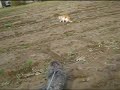 猫動画