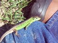 Lizard, Lacerta , Hagedis, Lucertola,Lagarto,Eidechse,Lezard