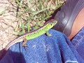 Lizard, Lacerta , Hagedis, Lucertola,Lagarto,Eidechse,Lezard Lizard, Lacerta , Hagedis, Lucertola,Lagarto,Eidechse,Lezard
