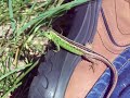 Lizard, Lacerta , Hagedis, Lucertola,Lagarto,Eidechse,Lezard