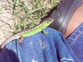 Lizard, Lacerta , Hagedis, Lucertola,Lagarto,Eidechse,Lezard