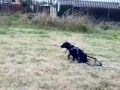 weight pull \"blacksummer\" apbt weight pull \"blacksummer\" apbt