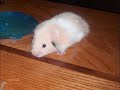 IN LOVING MEMORY OF SNOWFLAKE IN LOVING MEMORY OF SNOWFLAKE