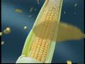 O'CORN Kripik Jagung ver. Gebrak