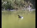 SERIE VIDA-AVES DE LA SABANA DE BOGOTÁ-2b
