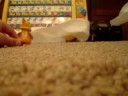 Pokemon: The Great Journeys Episode 23